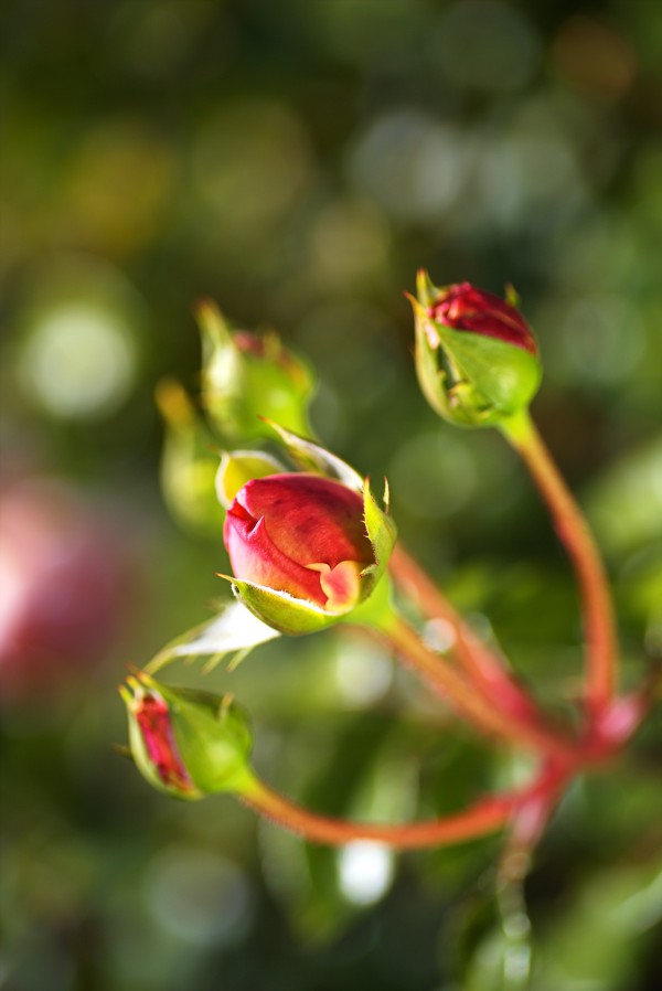 Group Of Rose Buds by Joy Watson
